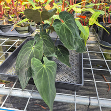 Load image into Gallery viewer, Anthurium Ace Of Spades X Papillilaminum, Exact Plant Ships Nationwide