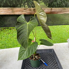 Load image into Gallery viewer, Anthurium Moodeanum x Veitchii, exact plant, Fedex 2day*