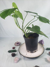 Load image into Gallery viewer, Monstera Sierrana Hawaii Clone, Exact Plant