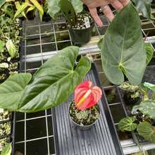 Load image into Gallery viewer, Anthurium Shibori Koi "orange speckled" exact plant, Fedex 2day*