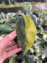 Load image into Gallery viewer, Alocasia Sedenii Aurea Variegated 2.5" pot, Fedex 2day*