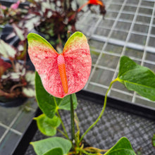 Load image into Gallery viewer, Anthurium Speckled Butterfly Shibori AFF, Exact Plant Variegated