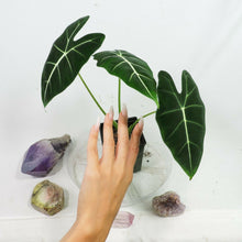 Load image into Gallery viewer, Alocasia Frydek, Micholitziana 4" pot, ships nationwide