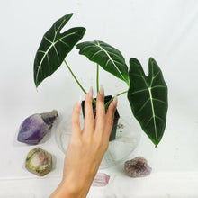 Load image into Gallery viewer, Alocasia Frydek, Micholitziana 4" pot, Fedex 2day*