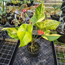 Load image into Gallery viewer, Anthurium Andraeanum White Heart, Exact Plant Variegated Ships Nationwide