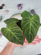 Load image into Gallery viewer, Splendid, Exact Plant, Philodendron