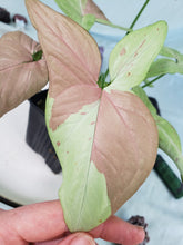 Load image into Gallery viewer, Syngonium Strawberry Milk Variegated 4" pot, Fedex 2day*