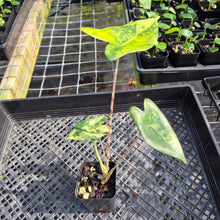 Load image into Gallery viewer, Alocasia Zebrina Aurea variegated exact plant, Fedex 2day*