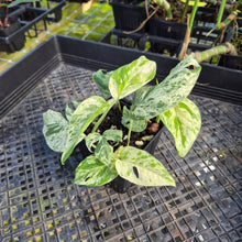 Load image into Gallery viewer, Epipremnum Pinnatum Marble, Exact Plant Variegated Ships Nationwide