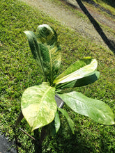 Load image into Gallery viewer, Dieffenbachia big ben, Exact Plant Ships Nationwide.