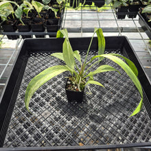 Load image into Gallery viewer, Anthurium Vittarifolium Variegated exact plant, Fedex 2day*