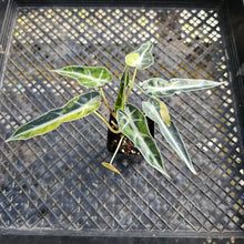 Load image into Gallery viewer, Alocasia Bambino Aurea Variegated 2.5" pot, Fedex 2day*