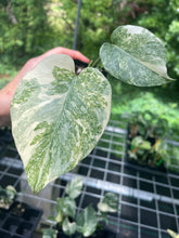 Load image into Gallery viewer, Monstera Deliciosa Green Snow variegated 2.5" pot, Fedex 2day*