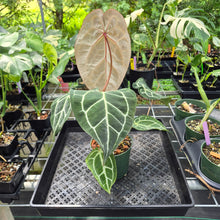 Load image into Gallery viewer, Anthurium Red Crystallinum Doc Block exact plant, Fedex 2day*