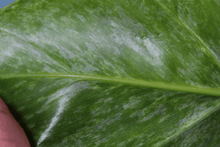 Load image into Gallery viewer, Variegated Philodendron Giganteum 'Blizzard', exact plant, ships nationwide