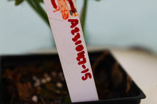 Load image into Gallery viewer, Variegated Syngonium Pink Spot Exact Plant Ships nationwide