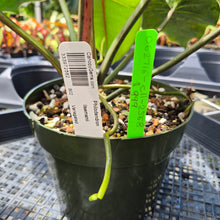 Load image into Gallery viewer, Philodendron Ilsemanii, Exact Plant Variegated Ships Nationwide