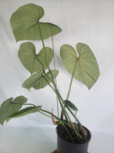 Load image into Gallery viewer, Philodendron Gloriosum, Dark Form 6" pot, Fedex 2day