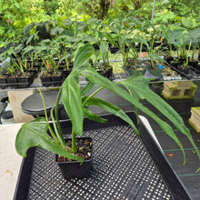 Load image into Gallery viewer, Philodendron Holtonianum exact plant, Fedex 2day*