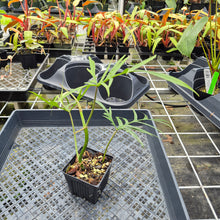 Load image into Gallery viewer, Philodendron Polypodioides, Exact Plant Ships Nationwide