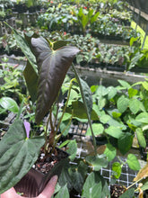 Load image into Gallery viewer, Anthurium Papillilaminum Fort Sherman X ( FS X Ralph Lynam) 8" pot, Fedex 2day