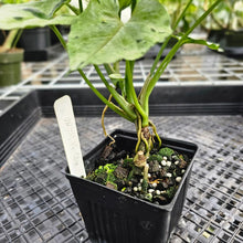 Load image into Gallery viewer, Syngonium Green Splash, Exact Plant Variegated Ships Nationwide