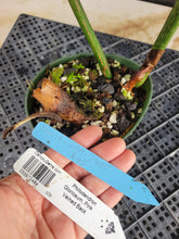 Load image into Gallery viewer, Philodendron Gloriosum, Pink Veined Back, Exact Plant Ships Nationwide