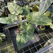 Load image into Gallery viewer, Philodendron Giganteum Blizzard Variegated exact plant, Fedex 2day
