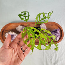 Load image into Gallery viewer, Monstera Obliqua Peru, Exact Plant