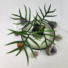 Load image into Gallery viewer, Philodendron Tortum, Exact Plant wide form Ships Nationwide