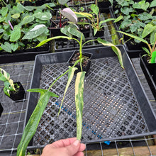 Load image into Gallery viewer, Philodendron Holtonianum Variegated, Exact Plant Ships Nationwide