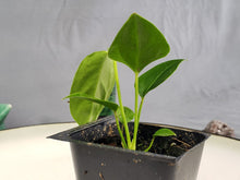 Load image into Gallery viewer, Anthurium Veitchii 2.5" Pot, Fedex 2 day*