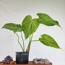 Load image into Gallery viewer, Philodendron Pastazanum 4" pot, Fedex 2 day*
