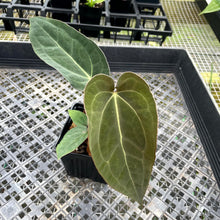 Load image into Gallery viewer, Anthurium Ace Of Spades X Papillilaminum, Exact Plant Ships Nationwide