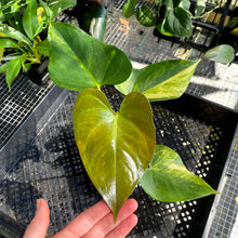 Load image into Gallery viewer, Anthurium Andraeanum White Heart, Exact Plant Variegated Ships Nationwide