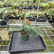 Load image into Gallery viewer, Anthurium Doc Block (Red Crystallinum) x Kunayalense exact plant, Fedex 2day*