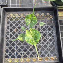 Load image into Gallery viewer, Alocasia Stingray, Exact Plant Ships Nationwide