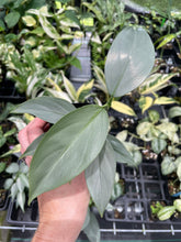 Load image into Gallery viewer, Philodendron Hastatum Silver Sword Wide Form 2.5" pot, Fedex 2day*