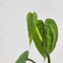 Load image into Gallery viewer, Anthurium Sp. Limon 2.5" starter pot, ships nationwide