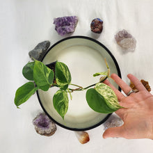 Load image into Gallery viewer, Philodendron Hederaceum, Heart Leaf, Exact Plant Variegated