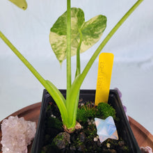Load image into Gallery viewer, Alocasia Gageana Aurea Variegated 4" pot, Fedex 2 day*