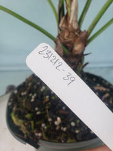 Load image into Gallery viewer, Anthurium Brownii 6" pot, Fedex 2day