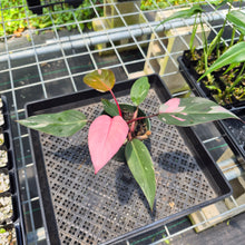 Load image into Gallery viewer, Philodendron Pink Princess Variegated exact plant, Fedex 2day*