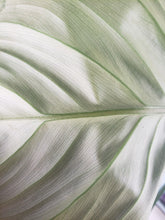 Load image into Gallery viewer, Philodendron Gloriosum, Pink Veined Back, Exact Plant