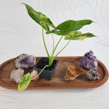 Load image into Gallery viewer, Alocasia Gageana Aurea, Exact Plant Variegated