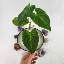 Load image into Gallery viewer, Philodendron Splendid 4" pot, Fedex 2day*