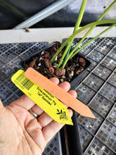 Load image into Gallery viewer, Anthurium Scherzerianum "Pig Tail", Exact Plant Speckled Ships Nationwide