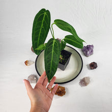 Load image into Gallery viewer, Anthurium Warocqueanum, Queen, Exact Plant