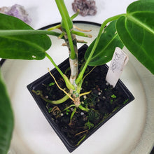 Load image into Gallery viewer, Anthurium Warocqueanum, Queen, Exact Plant