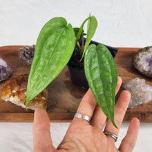 Load image into Gallery viewer, Anthurium Sp. Limon 2.5" starter pot, ships nationwide